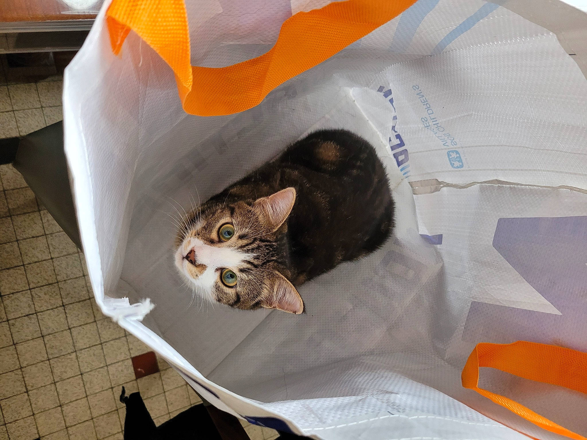 Simba participe au concours pour gagner de l'argent avec cette photo : bag, bedding, carnivore, cat, cat_supply, comfort, domestic_short_haired_cat, felidae, fur, linens, luggage_and_bags, nap, packaging_and_labeling, paper_product, pet_supply, sitting, sleeve, small_to_medium_sized_cats, tail, whiskers