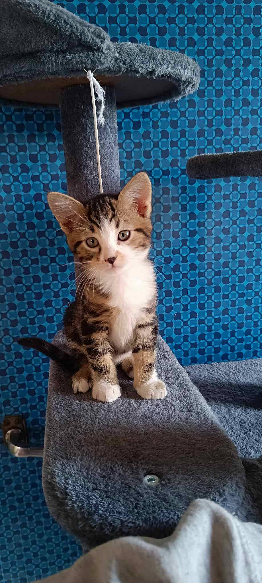 Simba participe au concours pour gagner de l'argent avec cette photo : carnivore, cat, cat_supply, claw, domestic_short_haired_cat, door, electric_blue, fawn, felidae, fur, paw, sitting, small_to_medium_sized_cats, snout, tail, whiskers, window