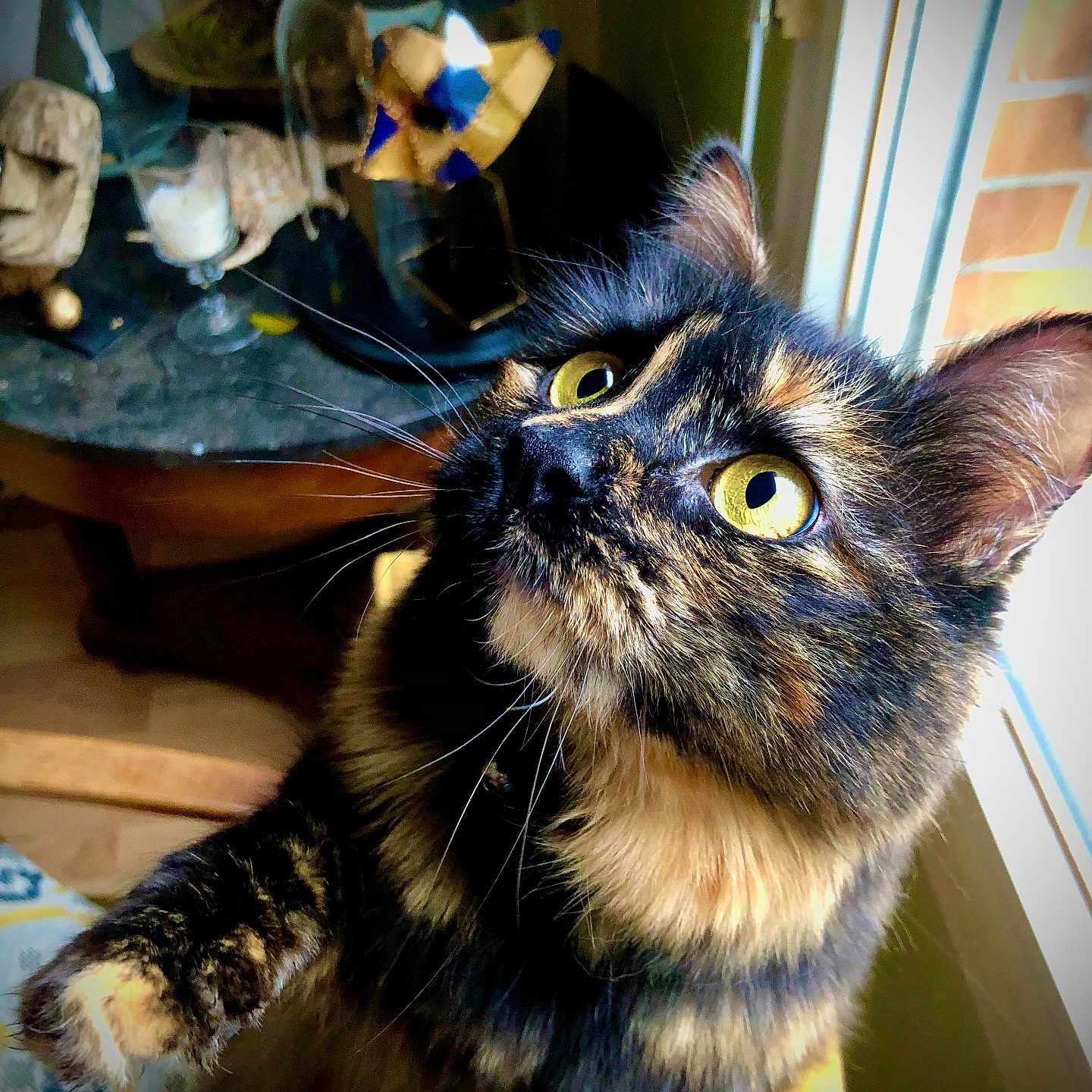 Nina a rejoint le concours — aidez-le/la à gagner de superbes lots ! alert, animal, cat, close_up, curious, domestic_cat, feline, fur_pattern, indoor, looking_up, mammal, paw, pet, portrait, soft_light, tortoiseshell, whiskers, whiskers_visible, window_light, yellow_eyes