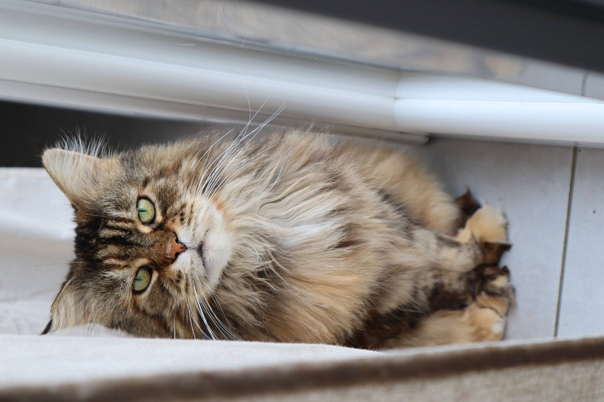 Shyva a rejoint le concours — aidez-le/la à gagner de superbes lots ! carnivore, cat, claw, comfort, domestic_short_haired_cat, felidae, fur, maine_coon, paw, small_to_medium_sized_cats, snout, tail, terrestrial_animal, whiskers, wildlife