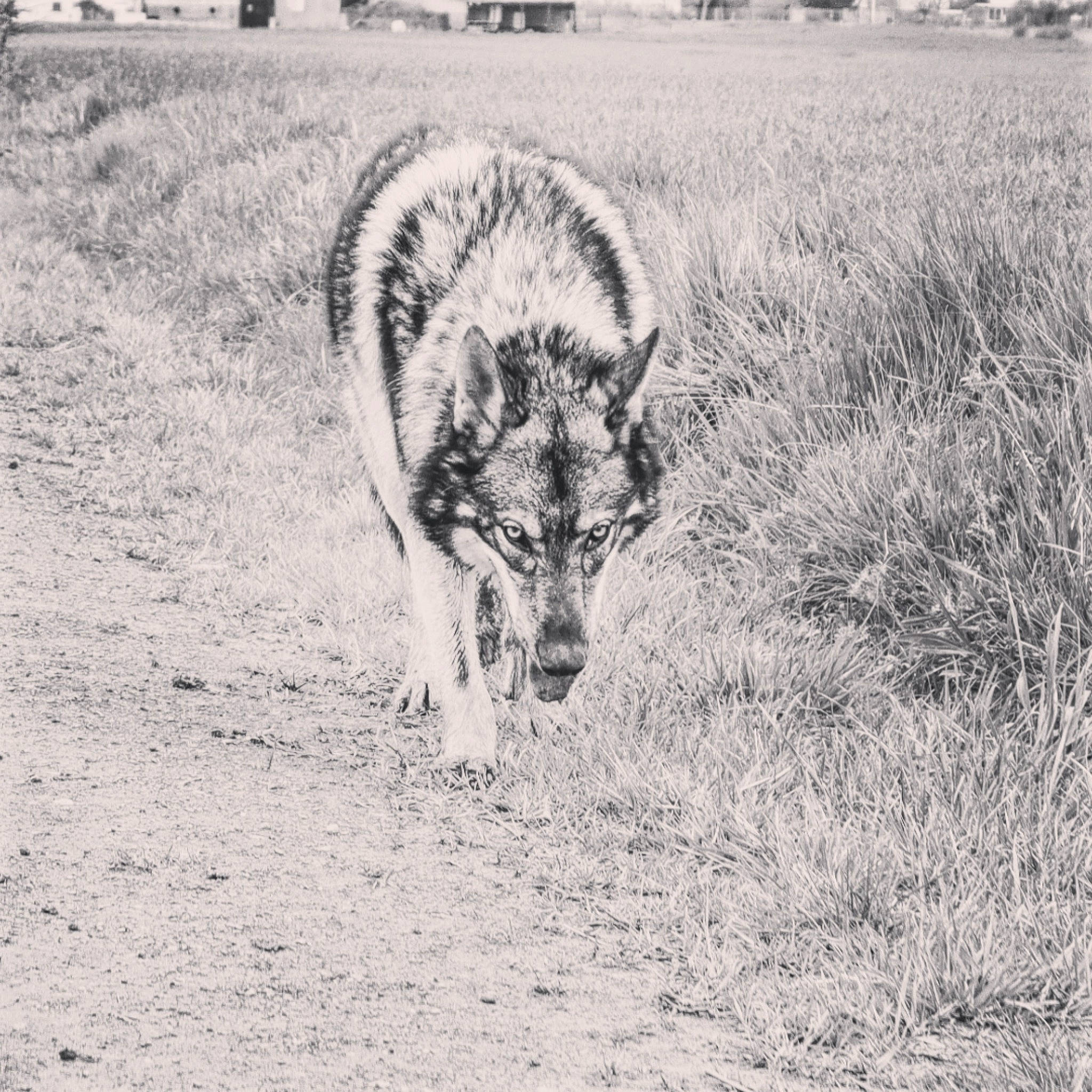 Syrkos participe au concours pour gagner de l'argent avec cette photo : art, canidae, canis, carnivore, dog_breed, fur, grass, grassland, grey_fox, landscape, livestock, monochrome, monochrome_photography, natural_landscape, snout, sporting_group, stock_photography, tail, terrestrial_animal, wolf