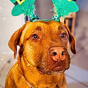 Horna a rejoint le concours — aidez-le/la à gagner de superbes lots ! dog, pet, brown_dog, leprechaun_hat, green_hat, costume, indoors, closeup, portrait, animal, cute, festive, holiday, st_patricks_day, headgear, ears, canine, fur, collar, expression