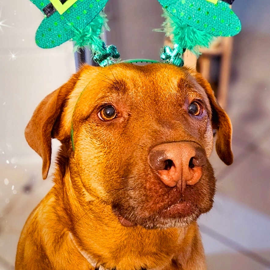 Horna a rejoint le concours — aidez-le/la à gagner de superbes lots ! animal, brown_dog, canine, closeup, collar, costume, cute, dog, ears, expression, festive, fur, green_hat, headgear, holiday, indoors, leprechaun_hat, pet, portrait, st_patricks_day