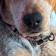 Kiara Watkins is registered to the contest to win money with this photo: dog, puppy, close_up, collar, brown, black, white, fur, pet, animal, cute, resting, blanket, indoors, portrait, young_dog, nose, ears, paw, looking