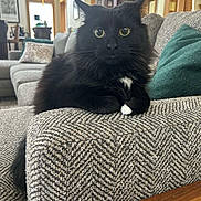 Wolverine joined the competition — help win amazing prizes! cat, black_cat, fluffy, white_paw, white_chest_patch, couch, armrest, living_room, indoor, furniture, cushion, wooden_table, curious, pet, domestic_animal, wide_eyes, relaxed, feline, home_interior, cozy