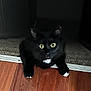 Wolverine is registered to the contest to win money with this photo: cat, black_cat, white_paws, white_chest, wide_eyes, indoor, floor, wooden_floor, threshold, curious, pet, animal, feline, whiskers, ears, claws, looking_up, playful, close_up, home