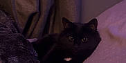 Wolverine is registered to the contest to win money with this photo: cat, black_cat, pet, indoor, blanket, pillow, curtain, cozy, feline, resting, sleepy, soft_texture, home, animal, fur, comfort, relaxation, dark, quiet, cute