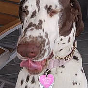 Hershey is registered to the contest to win money with this photo: bench, canine, close_up, closed_eyes, collar, dog, dog_tag, metal_chain, muzzle, nose, pet, pink_collar, playful, porch, portrait, short_hair, spots, spotted_dog, tile_floor, tongue_out