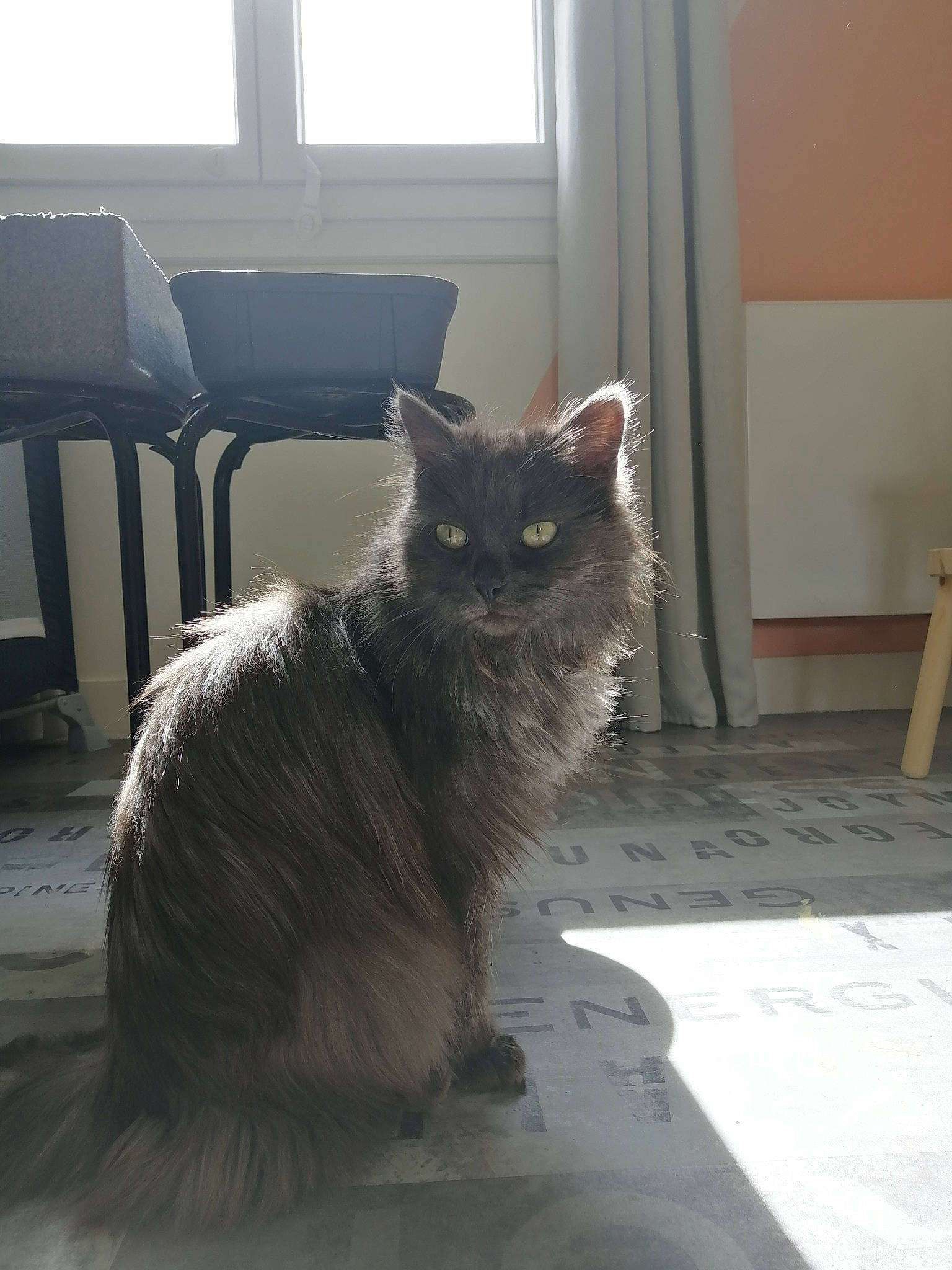 Ariel participe au concours pour gagner de l'argent avec cette photo : british_longhair, carnivore, cat, comfort, curtain, domestic_short_haired_cat, eye, felidae, floor, flooring, fur, grey, hardwood, mammal, small_to_medium_sized_cats, snout, tail, whiskers, window, wood