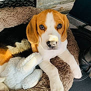 Scott participe au concours pour gagner de l'argent avec cette photo : beagle, puppy, dog, pet, bed, plush, stuffed_toy, indoor, cozy, fur, brown, white, black, eyes, nose, paw, floor, stone_wall, sunlight, relaxed