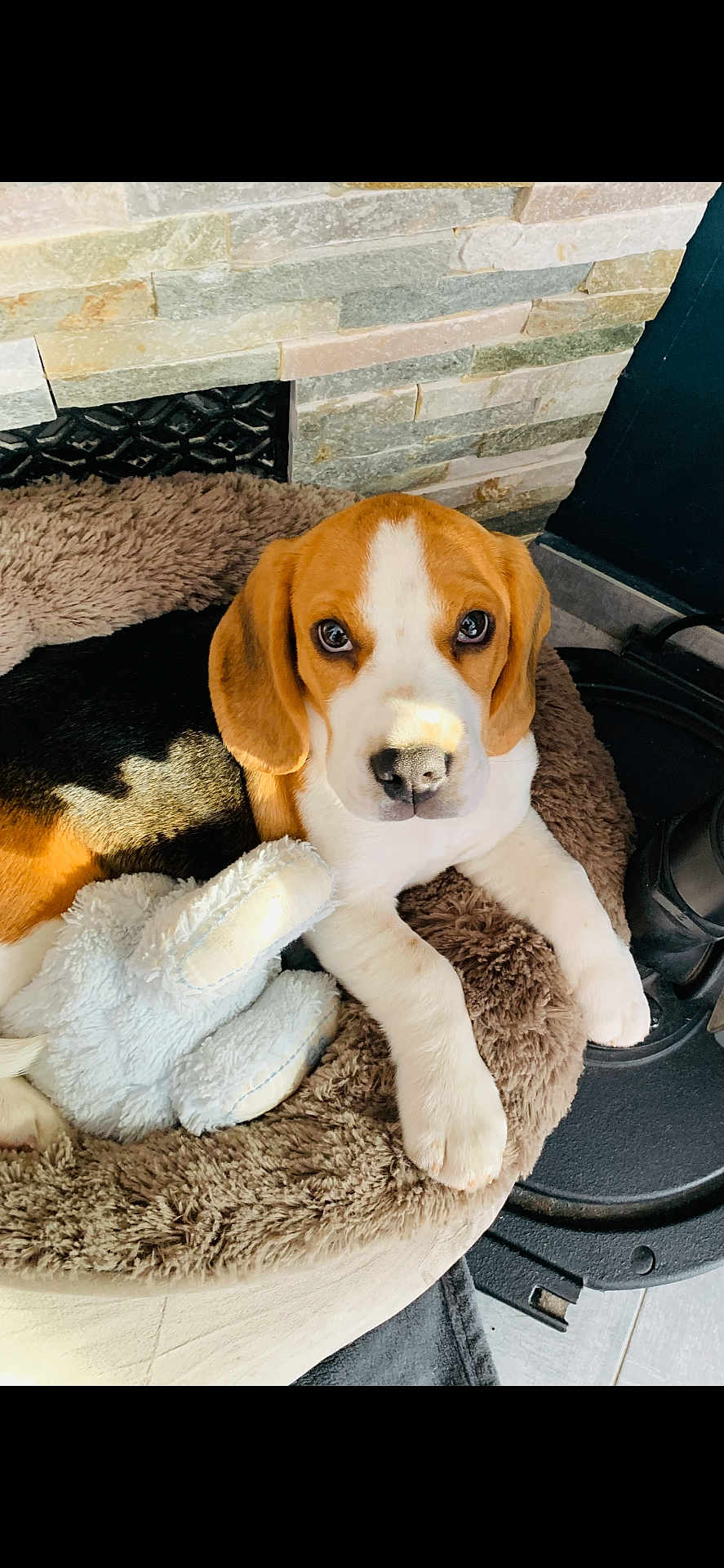 Scott participe au concours pour gagner de l'argent avec cette photo : beagle, puppy, dog, pet, bed, plush, stuffed_toy, indoor, cozy, fur, brown, white, black, eyes, nose, paw, floor, stone_wall, sunlight, relaxed