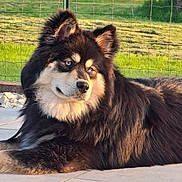 Aïko a rejoint le concours — aidez-le/la à gagner de superbes lots ! dog, fluffy, black_fur, tan_fur, blue_eyes, lying_down, patio, outdoor, grass, fence, planter, sunlight, golden_hour, canine, pet, nature, relaxing, garden, summer, closeup