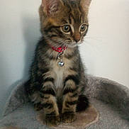 Oreo a rejoint le concours — aidez-le/la à gagner de superbes lots ! aegean_cat, american_shorthair, american_wirehair, asian, bengal, california_spangled, carnivoran, cat, cat_like_mammal, domestic_short_haired_cat, dragon_li, european_shorthair, fauna, fur, kitten, pixie_bob, small_to_medium_sized_cats, tabby_cat, toyger, whiskers