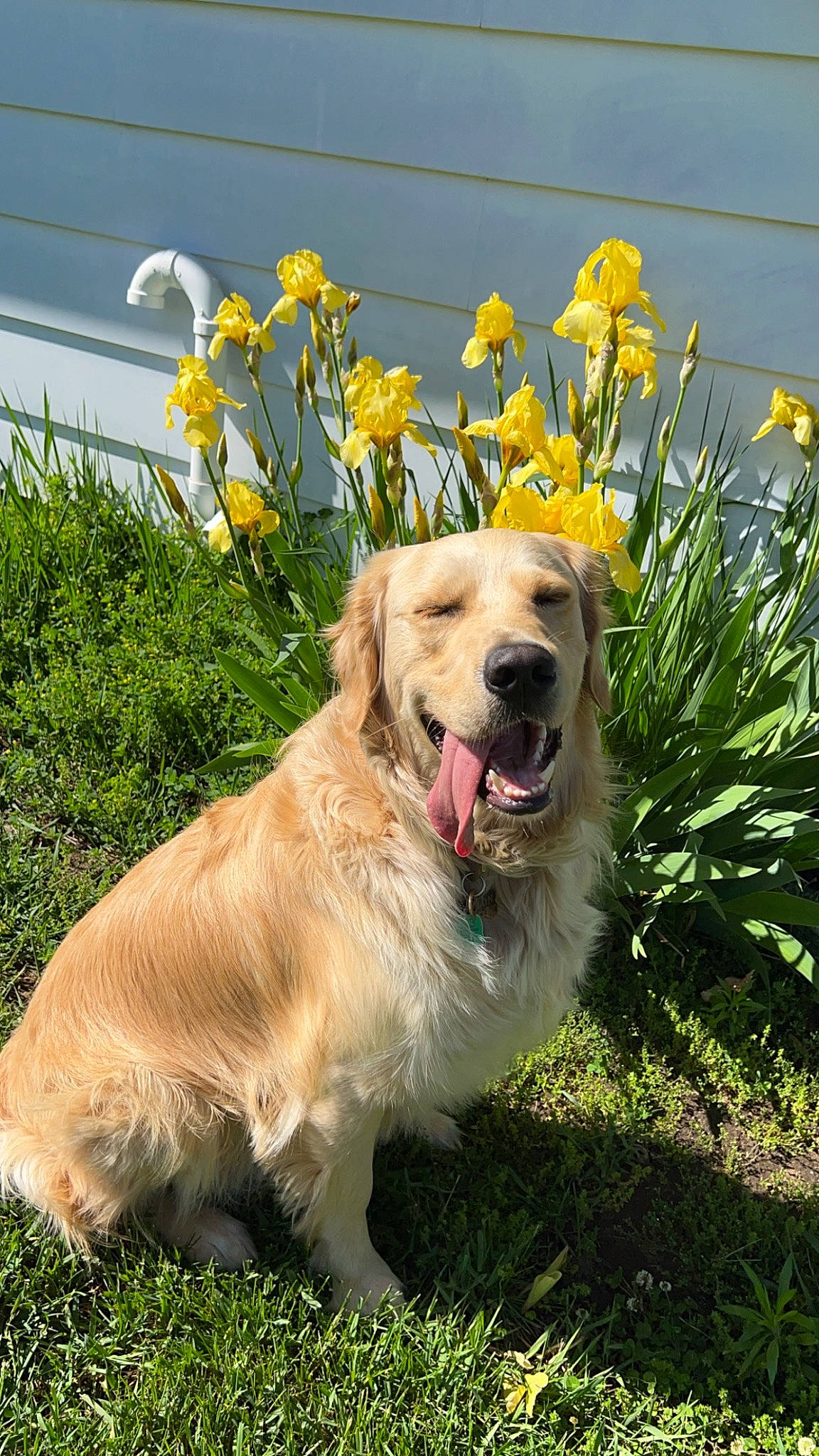 Waylon is registered to the contest to win money with this photo: canidae, carnivore, companion_dog, dog, dog_breed, fang, flower, golden_retriever, grass, gun_dog, happy, herbaceous_plant, landscape, plant, sky, sporting_group, working_dog
