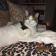 Trouble is registered to the contest to win money with this photo: animal, blanket, cat, couch, cozy, eyes, fur, furniture, gray, home, indoor, leopard_print, lighting, pet, pillow, relaxed, resting, soft, treats, white