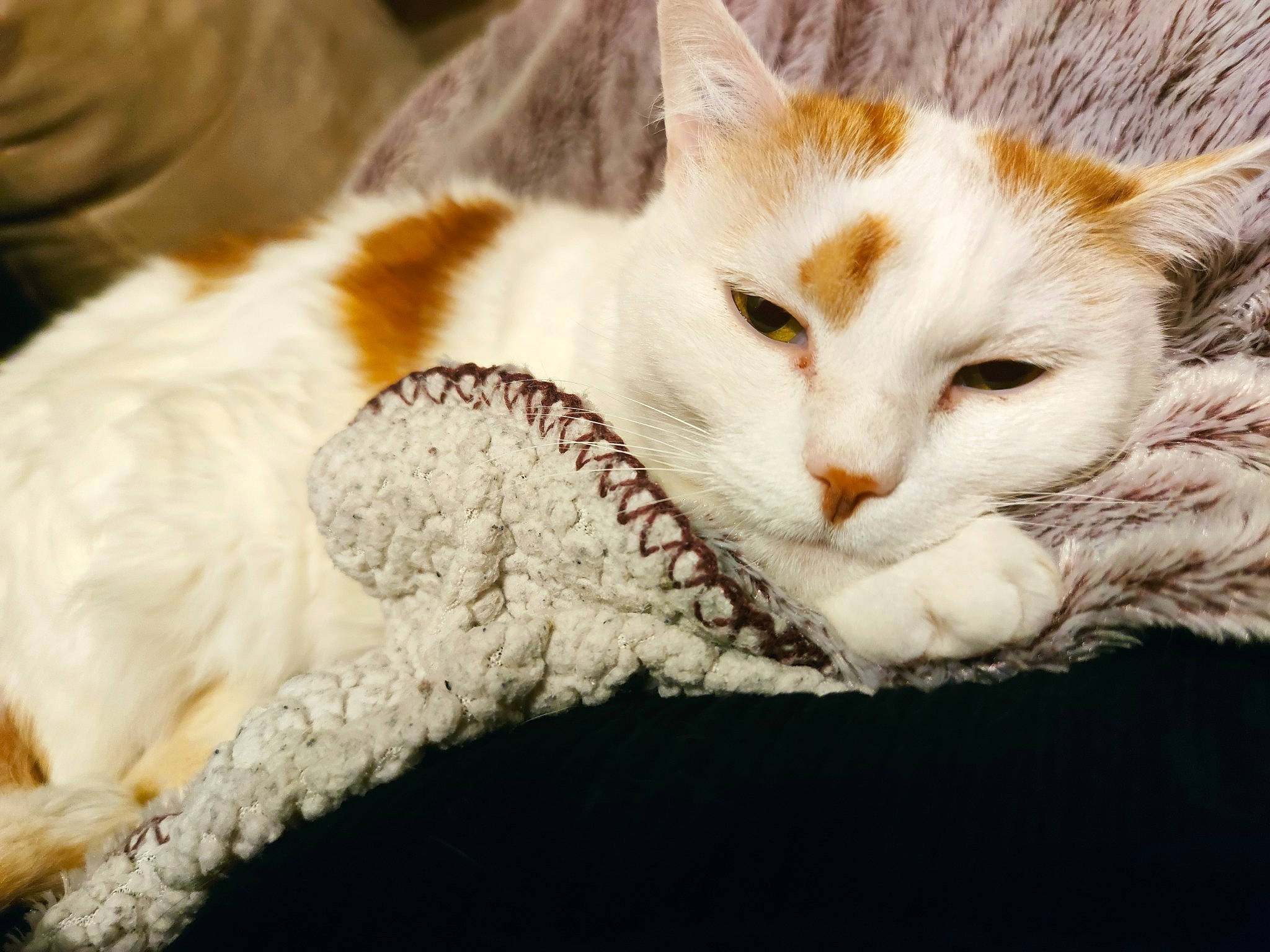 Elmo a rejoint le concours — aidez-le/la à gagner de superbes lots ! carnivore, cat, claw, comfort, domestic_short_haired_cat, ear, fawn, felidae, fur, mammal, nap, paw, photo_caption, sleep, small_to_medium_sized_cats, snout, tail, thread, vertebrate, whiskers