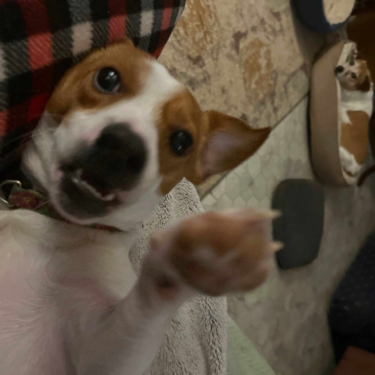 Rexy