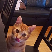 Flint a rejoint le concours — aidez-le/la à gagner de superbes lots ! cat, orange_tabby, chair, black_chair, leather_couch, couch, wooden_floor, indoor, pet, animal, curious, tongue_out, feline, domestic_cat, table, furniture, cozy, home, curious_pet, cute