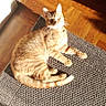 cat, ginger_cat, sunlight, indoor, wooden_floor, mat, pet, animal, feline, relaxed, curious, home, cozy, shadow, texture, paw, ear, whiskers, looking_up, shoe