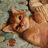 kitten, orange_cat, pet, cute, feline, lying_down, blanket, cozy, indoor, fur, whiskers, small_paws, close_up, young_animal, resting, sleepy, soft_texture, domestic_cat, animal, adorable