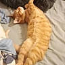 cat, orange_tabby, bed, blanket, furniture, indoor, sleeping, pet_bed, cozy, resting, fur, animal, relaxation, soft, striped, domestic_cat, cute, laying_down, quiet, comfort