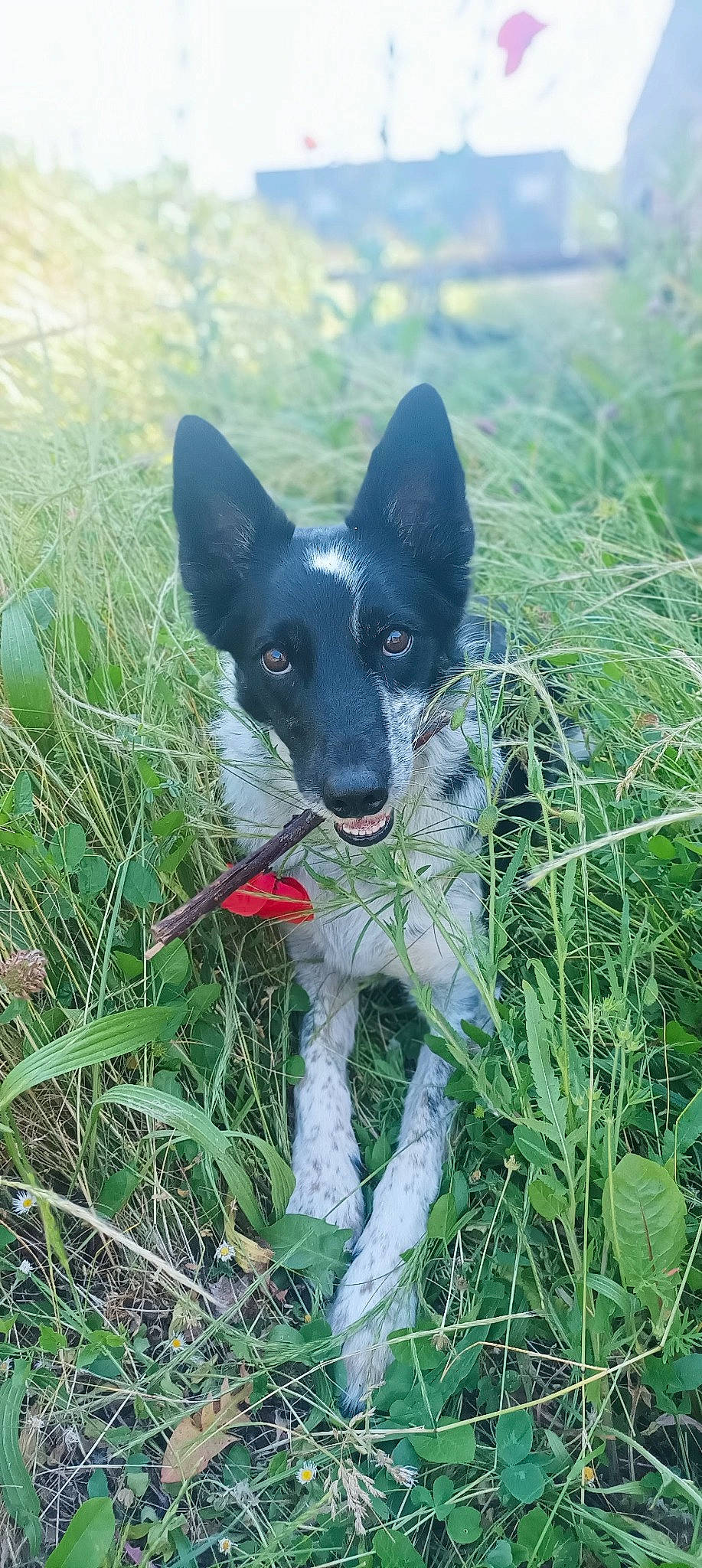 Pearl a rejoint le concours — aidez-le/la à gagner de superbes lots ! canidae, carmine, carnivore, companion_dog, dog, dog_breed, grass, grassland, herbaceous_plant, herding_dog, hunting_dog, non_sporting_group, pasture, plant, sedge_family, sporting_group, tail, working_animal, working_dog