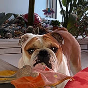 Lee Roy participe au concours pour gagner de l'argent avec cette photo : boston_terrier, boxer, british_bulldogs, bulldog, carnivoran, dog, dog_breed, dog_breed_group, dog_like_mammal, fawn, mammal, non_sporting_group, old_english_bulldog, olde_english_bulldogge, snout, vertebrate