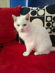 Thalia participe au concours pour gagner de l'argent avec cette photo : british_shorthair, burmilla, carnivoran, cat, cat_like_mammal, devon_rex, domestic_short_haired_cat, european_shorthair, german_rex, khao_manee, kitten, person, small_to_medium_sized_cats, turkish_angora, turkish_van, whiskers
