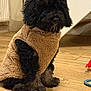 Waffle joined the competition — help win amazing prizes! dog, black_dog, curly_fur, pet_clothing, fleece_vest, wooden_floor, indoor, pet_toy, radiator, staircase, sitting, cozy, animal, cute, fur, companion, domestic_animal, household, calm, portrait