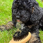 Waffle joined the competition — help win amazing prizes! puppy, dog, grass, brush, pet, outdoor, fur, black_dog, curly_fur, tongue_out, animal, cute, collar, name_tag, playful, closeup, paw, nature, pet_accessory, young_dog