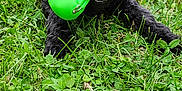 Cooper a rejoint le concours — aidez-le/la à gagner de superbes lots ! animal, ball, canine, cockerspaniel, dog, football, grass, lawn, pet, plant, poodle, puppy, soccer, soccerball, soil, sphere, sport, tennis, tennisball, terrier