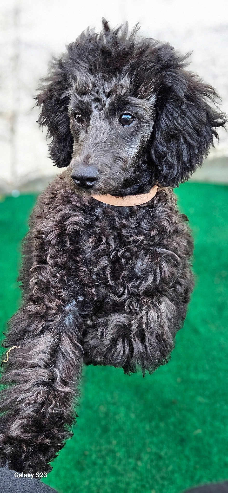 Cooper