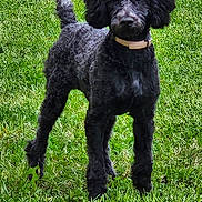 Cooper a rejoint le concours — aidez-le/la à gagner de superbes lots ! animal, backyard, canine, cockerspaniel, dog, field, grass, grassland, green, lawn, nature, outdoors, pet, plant, poodle, puppy, terrier, tree, vegetation, yard