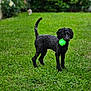 Cooper a rejoint le concours — aidez-le/la à gagner de superbes lots ! animal, ball, canine, dog, field, football, grass, grassland, lawn, nature, outdoors, pet, plant, poodle, puppy, sphere, sport, tennis, tennisball, terrier