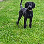 Cooper participe au concours pour gagner de l'argent avec cette photo : animal, backyard, canine, dog, flower, grass, jar, lawn, nature, outdoors, pet, plant, planter, poodle, pottedplant, pottery, puppy, tree, vegetation, yard