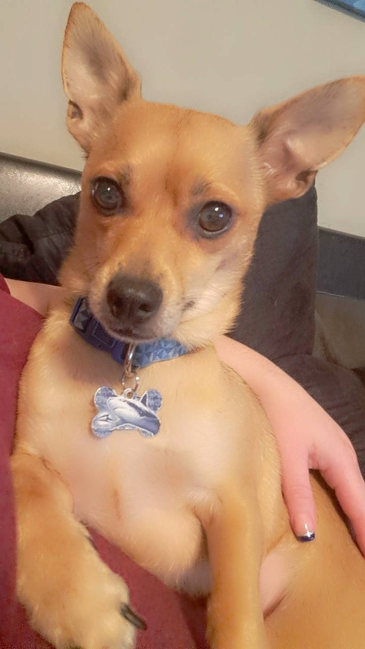 Max is registered to the contest to win money with this photo: canidae, carnivore, chihuahua, collar, companion_dog, dog, dog_breed, dog_collar, dog_supply, ear, eye, fawn, fur, head, paw, snout, sporting_group, toy_dog, whiskers, working_animal