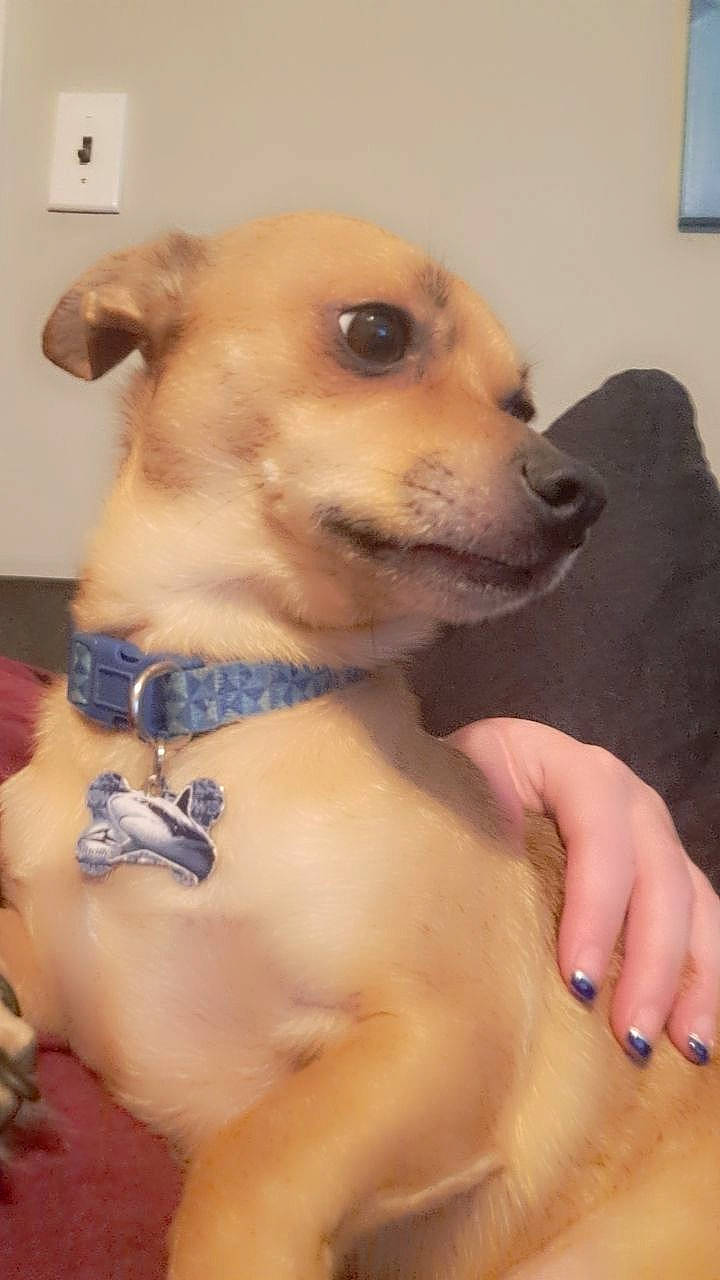 Max is registered to the contest to win money with this photo: canidae, carnivore, collar, companion_dog, dog, dog_breed, dog_collar, dog_supply, ear, fawn, fur, pet_supply, picture_frame, snout, sporting_group, toy_dog, trunk, whiskers, white, working_animal