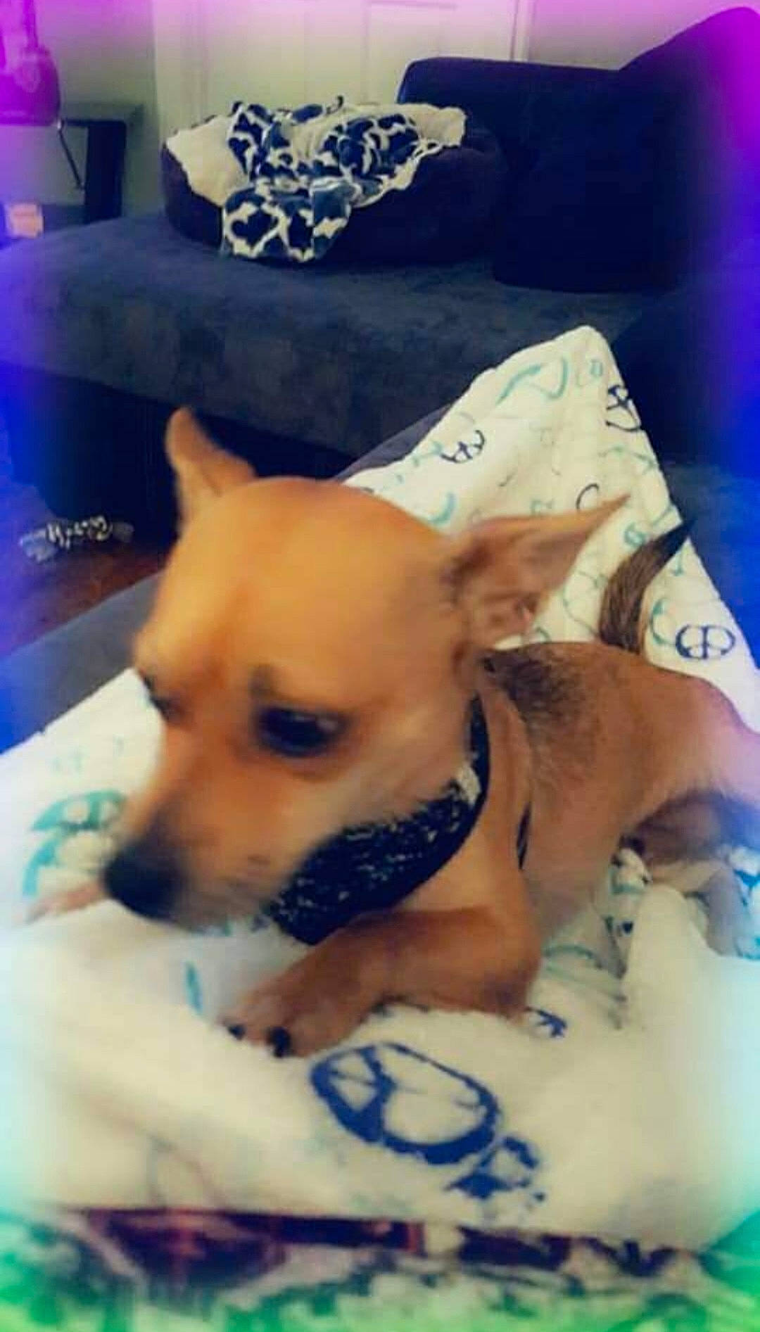 Max joined the competition — help win amazing prizes! blue, canidae, carnivore, chihuahua, comfort, companion_dog, couch, dog, dog_breed, dog_supply, ear, fawn, fur, linens, puppy_love, snout, sporting_group, toy_dog, whiskers, working_animal