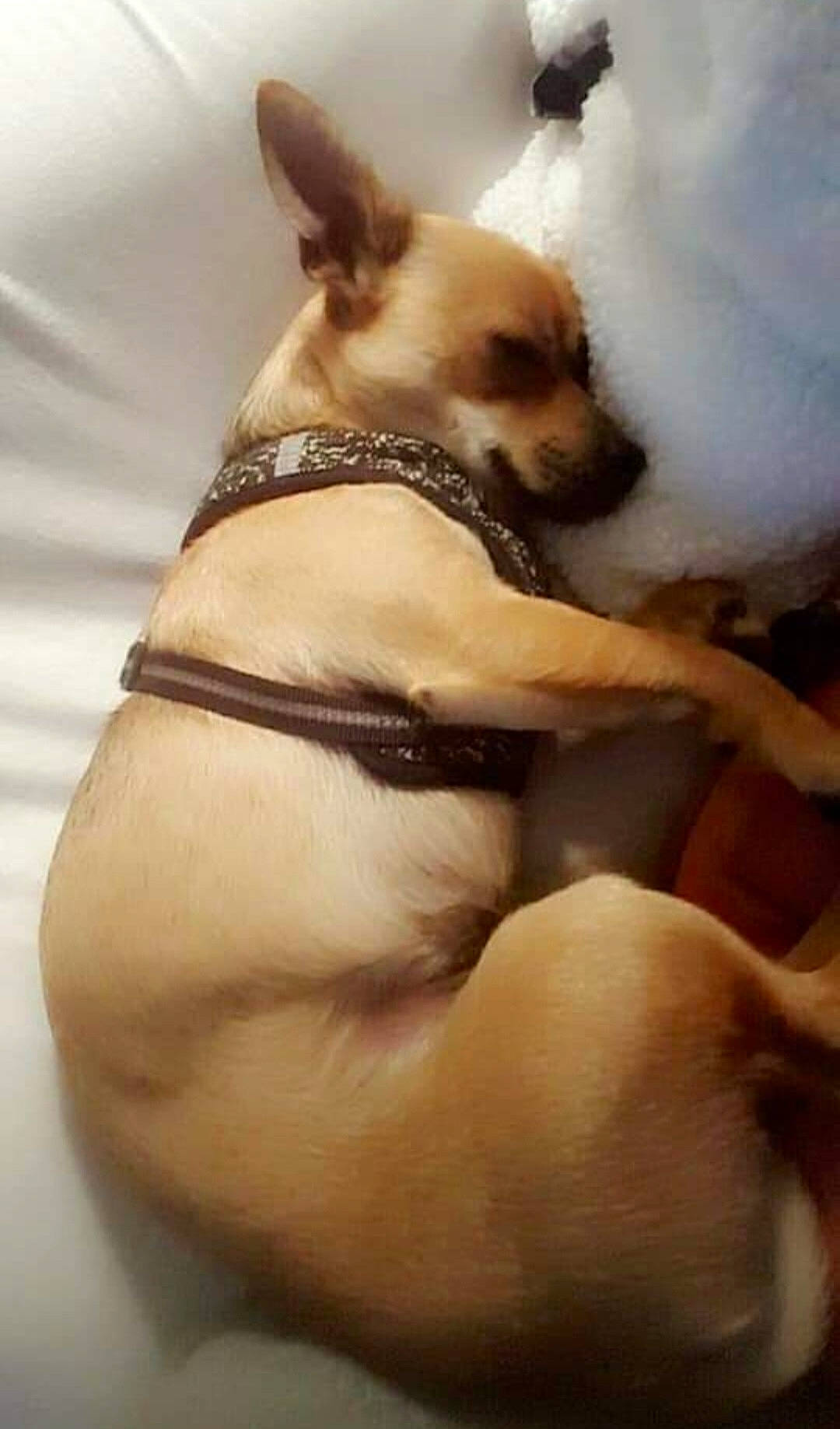 Max is registered to the contest to win money with this photo: carnivore, chihuahua, collar, comfort, companion_dog, dog, dog_breed, dog_collar, dog_supply, ear, fawn, fur, pet_supply, snout, sporting_group, tail, terrestrial_animal, toy_dog, whiskers, working_animal