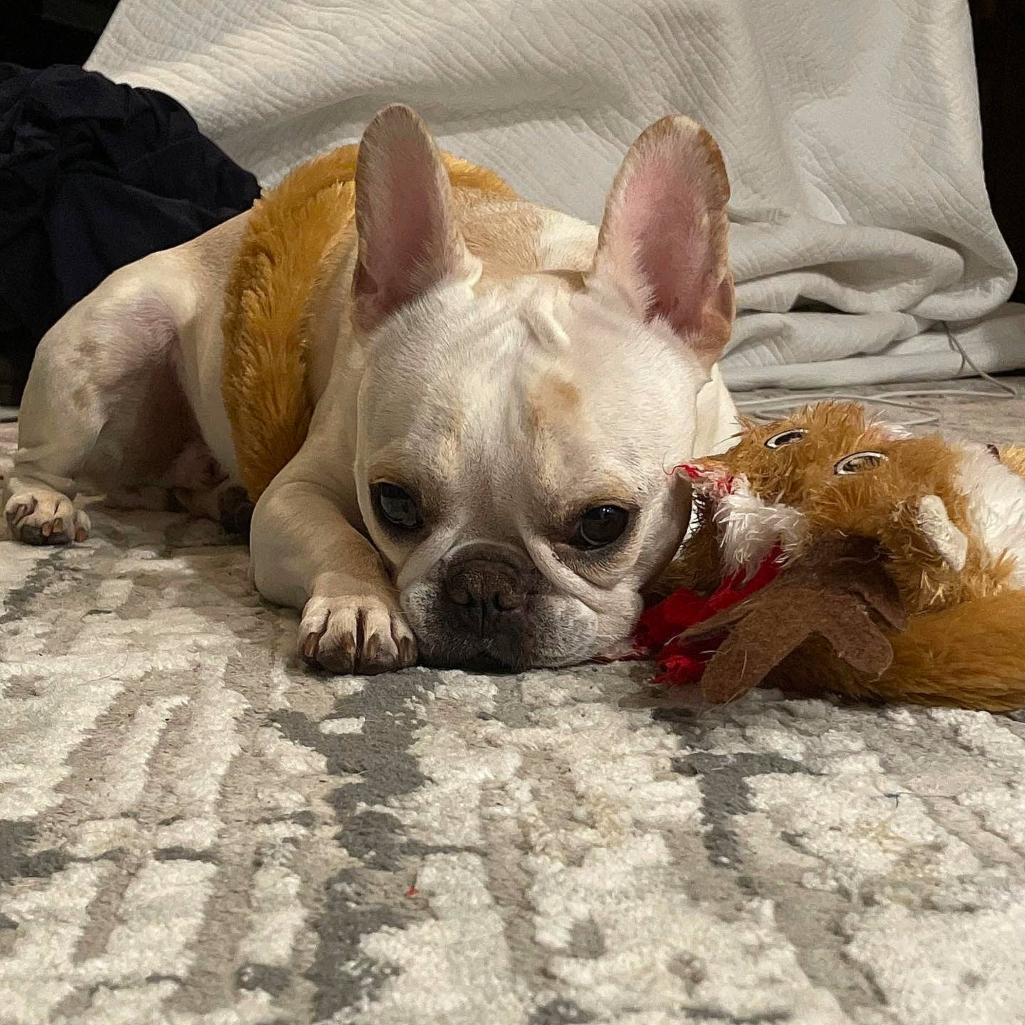 Rocky is registered to the contest to win money with this photo: canidae, carnivore, comfort, companion_dog, dog, dog_breed, dog_supply, ear, fawn, grass, head, mammal, non_sporting_group, snout, sporting_group, terrestrial_animal, toy_dog, whiskers, working_animal, wrinkle