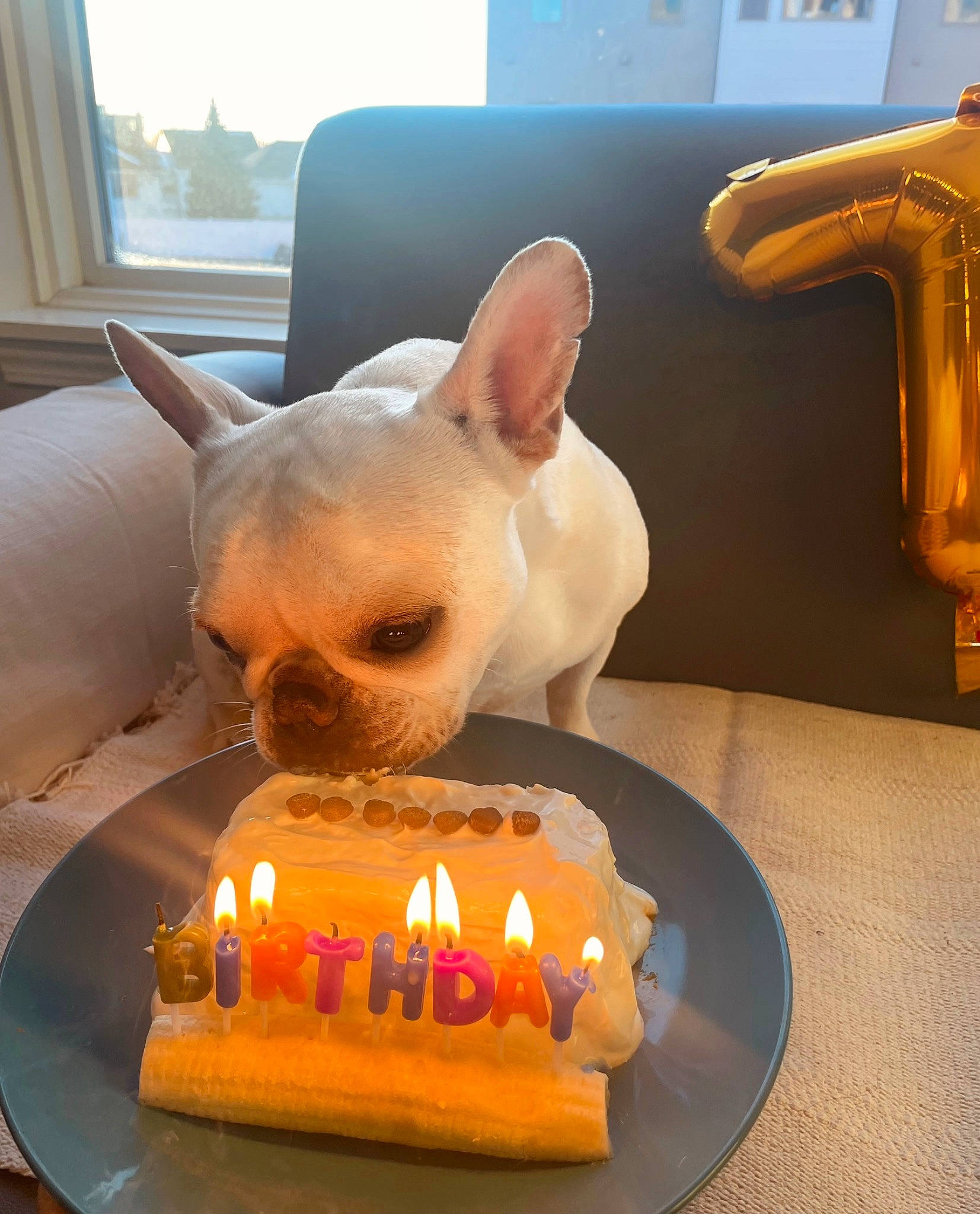 Rocky is registered to the contest to win money with this photo: art, baked_goods, birthday_cake, birthday_candle, cake_decorating, candle, carnivore, dessert, fawn, food, ingredient, mammal, orange, plate, sugar_cake, sweetness, table, tableware, wax, whiskers