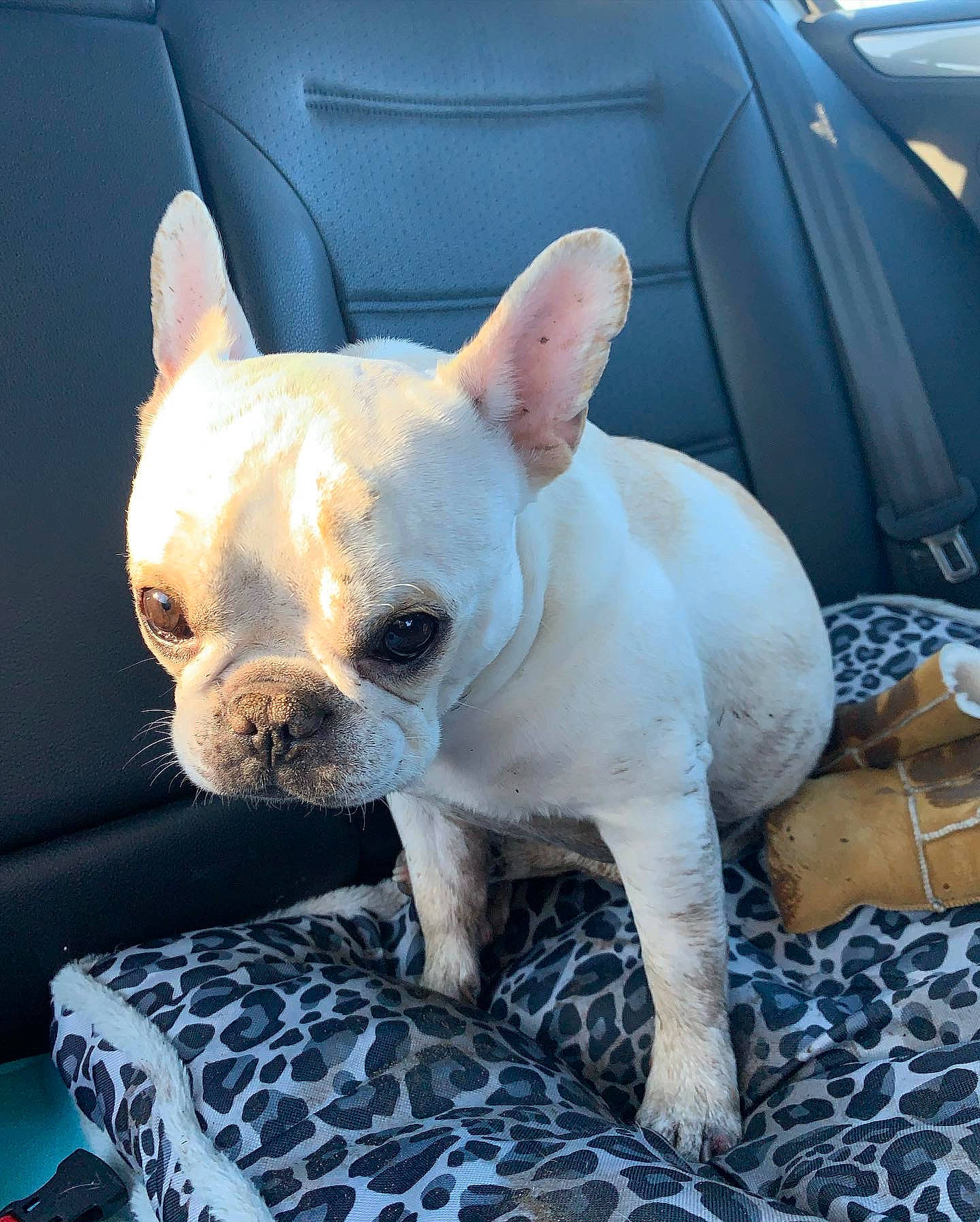 Rocky joined the competition — help win amazing prizes! blue, bulldog, canidae, carnivore, comfort, companion_dog, dog, dog_breed, ear, fawn, french_bulldog, grass, snout, sporting_group, tail, terrestrial_animal, toy_dog, vehicle_door, whiskers, working_animal