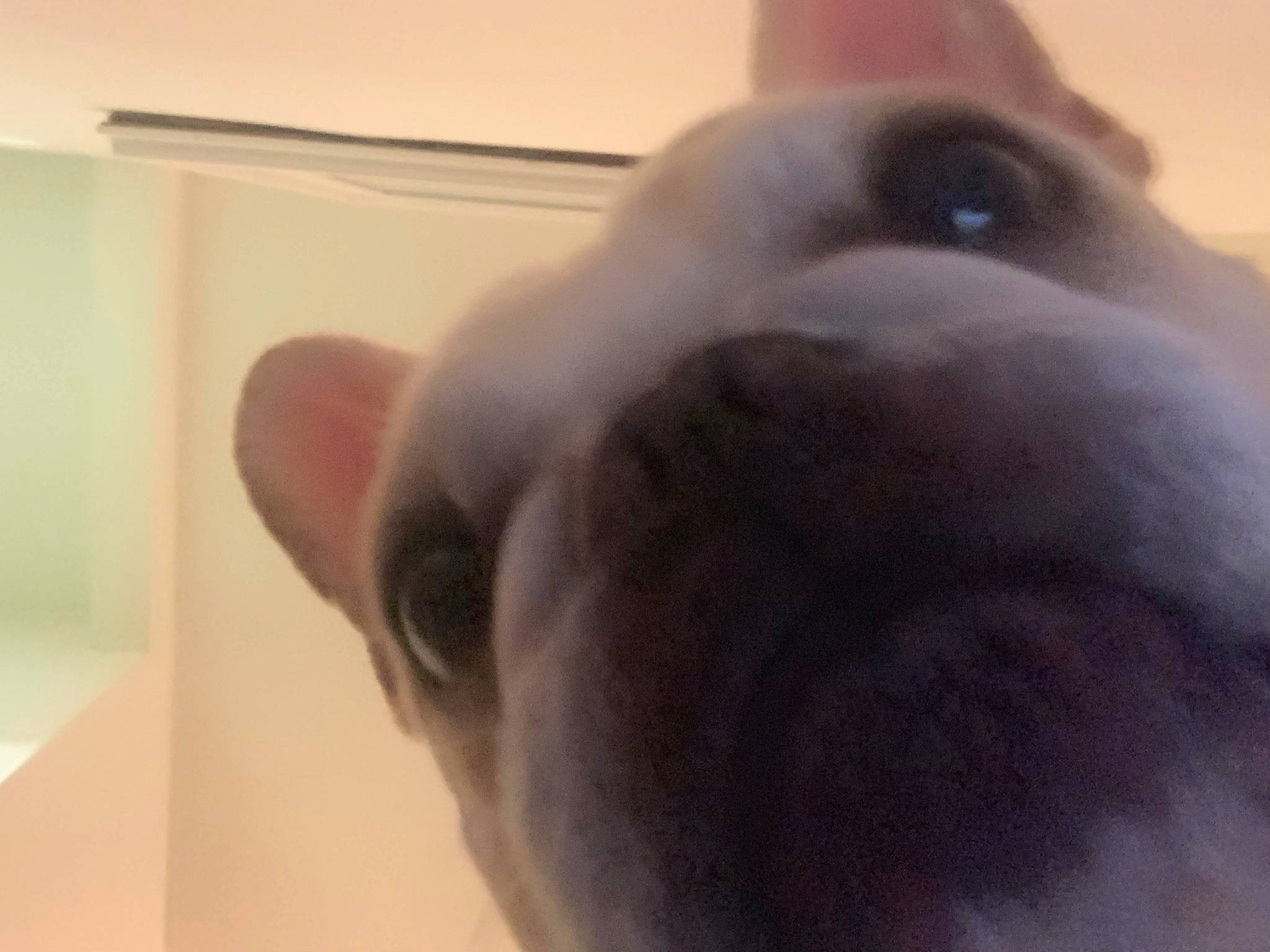 Rocky joined the competition — help win amazing prizes! canidae, carnivore, companion_dog, dog, dog_breed, ear, foot, fur, gesture, nail, non_sporting_group, nose, paw, selfie, snout, tail, whiskers, wood, working_animal, wrinkle