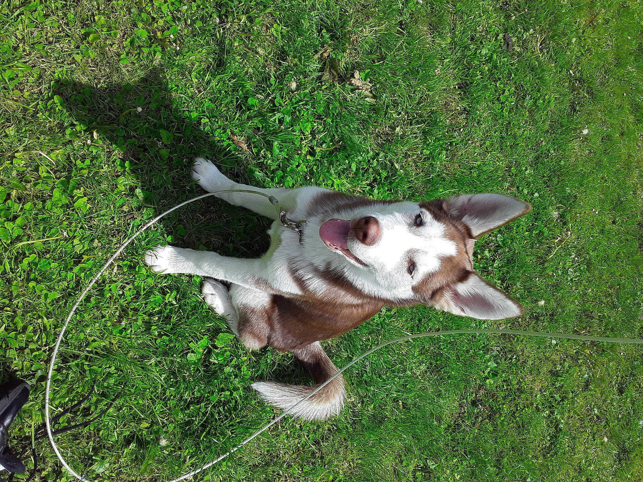 Nieko is registered to the contest to win money with this photo: canidae, carnivore, dog, dog_breed, fawn, grass, mammal, non_sporting_group, pointer, snout, sporting_group