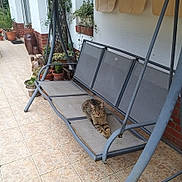 Minouchette participe au concours pour gagner de l'argent avec cette photo : brick, cat, daylight, feline, gray_furniture, greenery, home, metal_frame, outdoor, patio, plants, potted_plants, relaxed, resting, swing_chair, tabby, tile_floor, vase, wall, window