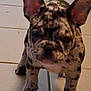 Stella a rejoint le concours — aidez-le/la à gagner de superbes lots ! dog, puppy, french_bulldog, spotted, ears, floor, tile, pet, animal, indoor, curious, standing, small, canine, young, mammal, domestic, companion, cute, blurred
