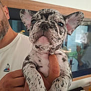 Stella a rejoint le concours — aidez-le/la à gagner de superbes lots ! puppy, dog, french_bulldog, speckled, pet, animal, indoor, person, hand, holding, closeup, cute, young, ears, face, fur, domestic_animal, mammal, companion, portrait