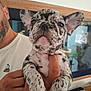 puppy, dog, french_bulldog, speckled, pet, animal, indoor, person, hand, holding, closeup, cute, young, ears, face, fur, domestic_animal, mammal, companion, portrait