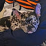 Stella participe au concours pour gagner de l'argent avec cette photo : dog, french_bulldog, puppy, sleeping, brindle, person, jacket, orange_stripes, arm, comfort, indoor, couch, close_up, pet, nap, cute, rest, warm, snuggle, cozy
