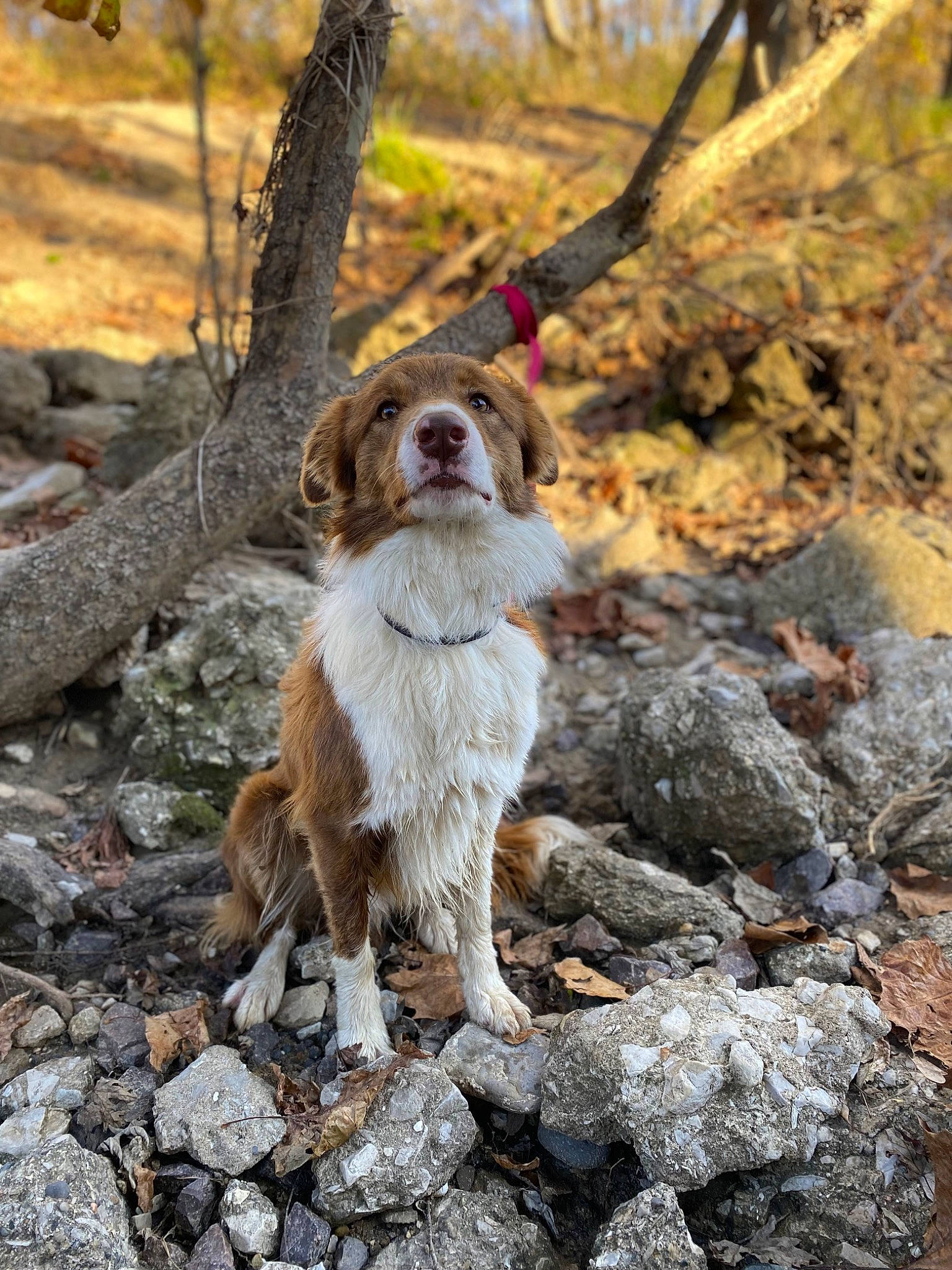 Jonah is registered to the contest to win money with this photo: autumn, bedrock, canidae, carnivore, companion_dog, dog, dog_breed, fawn, fur, hunting_dog, liver, plant, rock, soil, sporting_group, tail, terrestrial_animal, tree, twig, wood